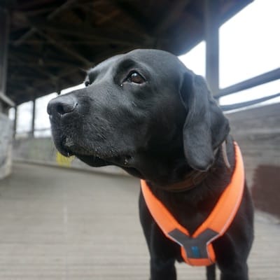 Kopf von schwarzem Hund mit orangenem Brustgeschirr.