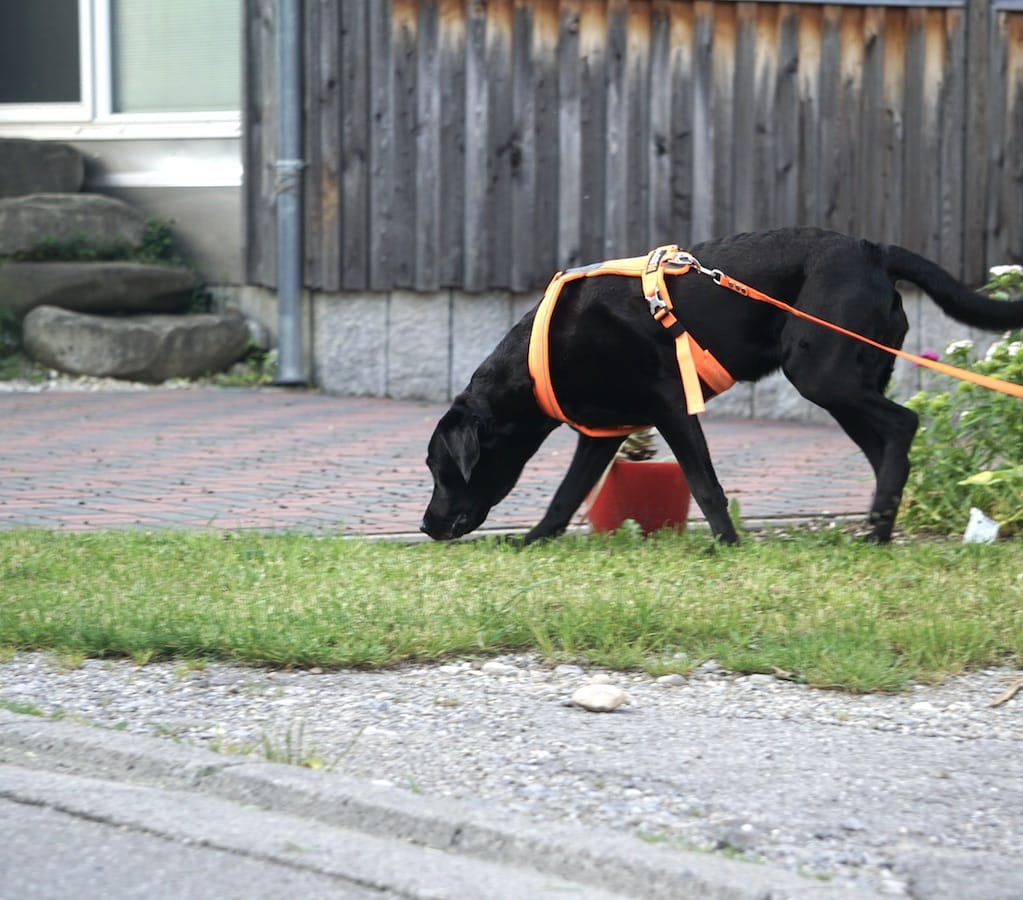 Schwarzer Hund mit tiefer Nase und orangefarbenem Brustgeschirr läuft auf Gras.