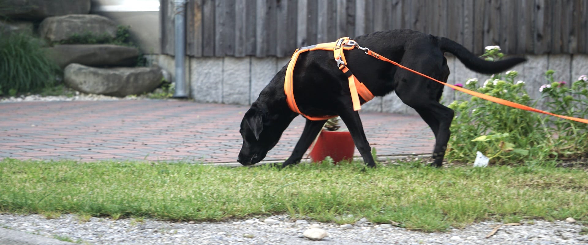 Schwarzer Hund mit tiefer Nase und orangefarbenem Brustgeschirr läuft auf Gras.