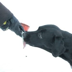 Schwarzer Hund vor weißem Hintergrund frisst Futter aus Dose.