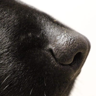Schwarzer Labrador mit tiefer Nase und hängenden Ohren ist über ein offenes Glas mit Taschentuch gebeugt.
