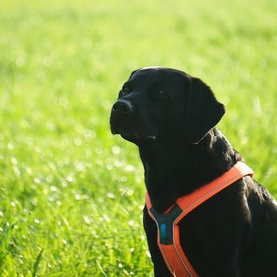 Schwarzer Hund mit orangenem Brustgeschirr sitz in grüner Wiese.