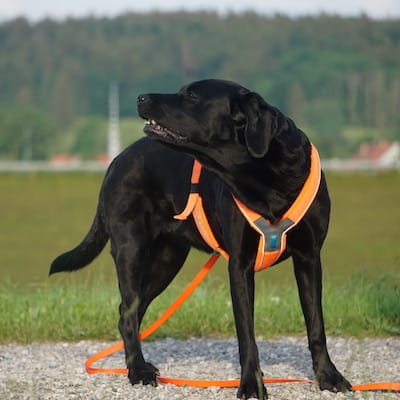 Schwarzer Hund Streck Nase in den Wind und trägst orangenes Brustgeschirr.