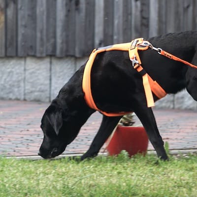 Schwarzer Hund mit tiefer Nase auf Gras.
