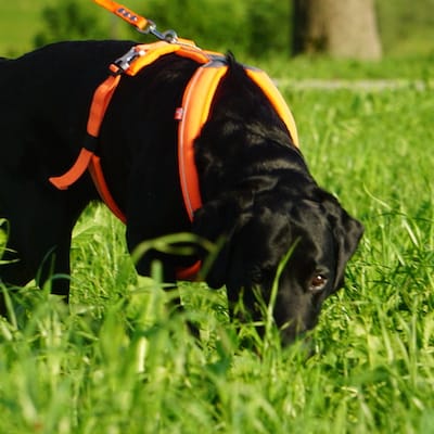 Schwarzer Hund mit orangenem Geschirr läuft durch hohes Gras.