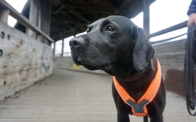 Kopf von schwarzem Hund mit orangefarbenem Brustgeschirr.