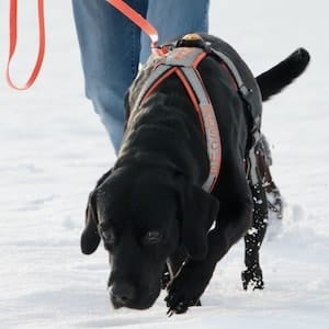 Schwarzer Hund mit orangenem Geschirr läuft mit Nase am Boden durch Schnee.