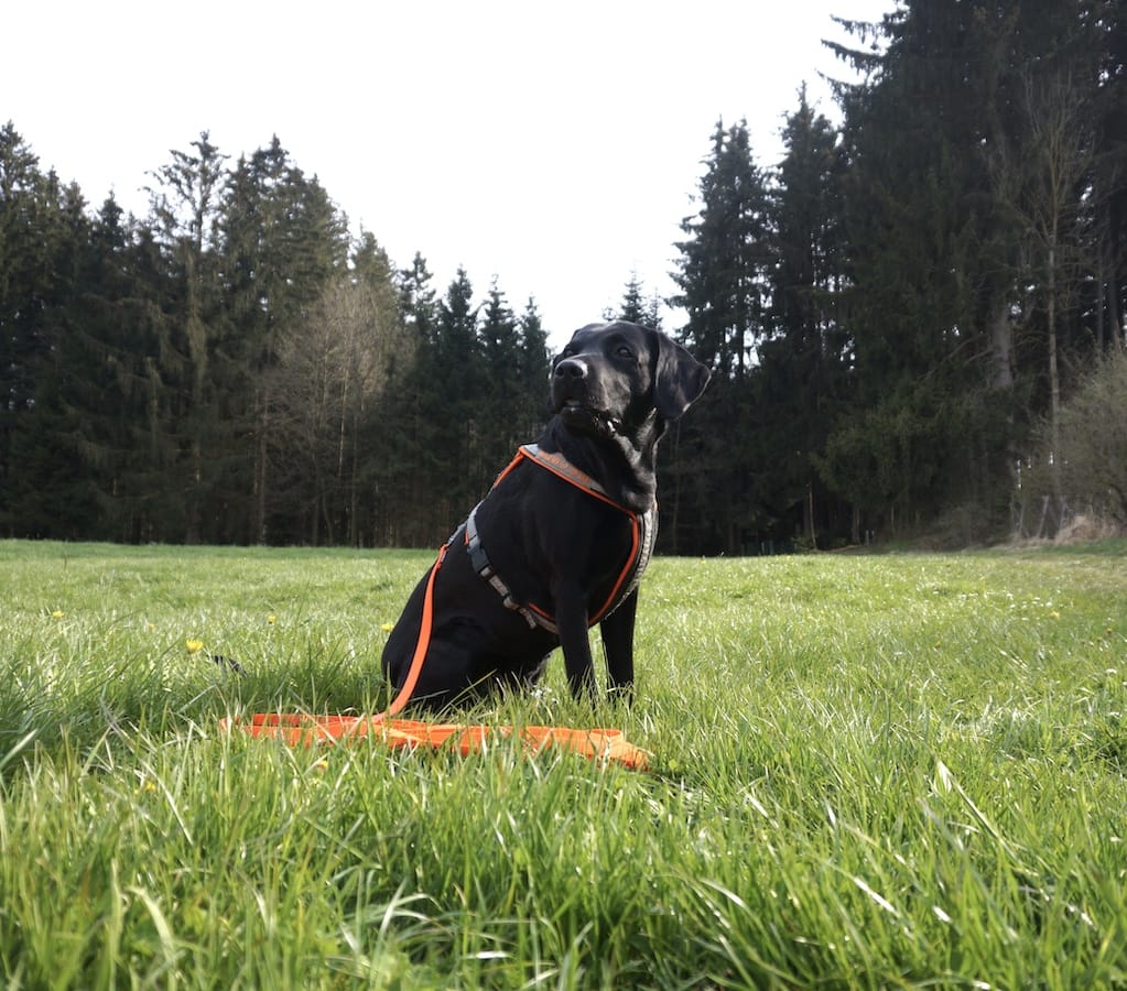 Schwarzer Hund mit orangenem Geschirr sitz auf grüner Wiese.