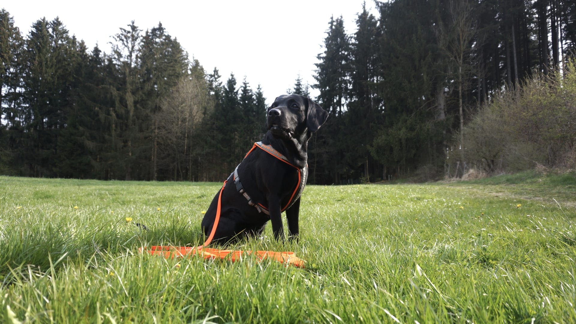 Schwarzer Hund mit orangenem Geschirr sitz auf grüner Wiese.