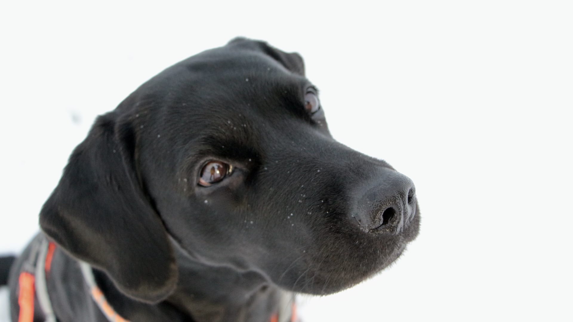 Schwarzer Hundekopf vor weißem Hintergrund.